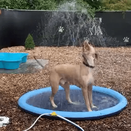 Dog splash pad video - the most fun summer playtime for your dog